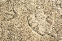 Dino-Fußabdrücke -basteln: Schritt-für-Schritt -Anleitung -für -kleine- Paläontologen