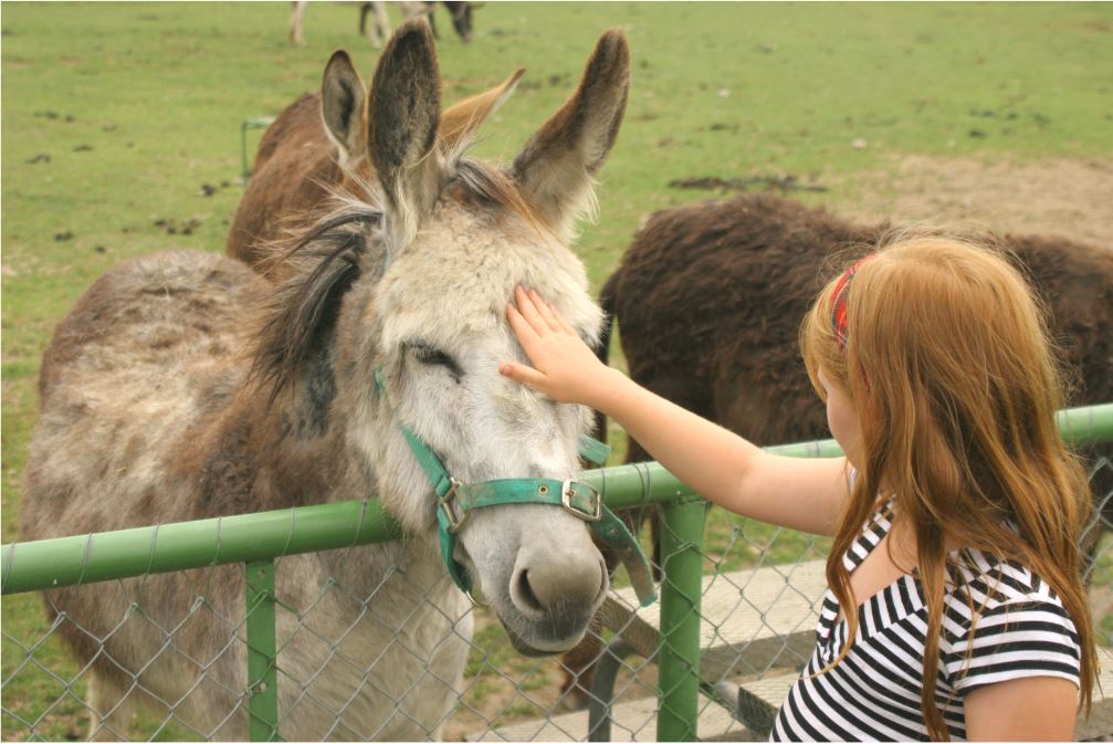 Eselspiel: So begeistern Sie Kinder auf Geburtstagen und dem Schulhof
