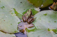 Froschhüpfen spiel