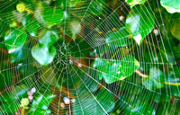 Spinnennetz-Spiel