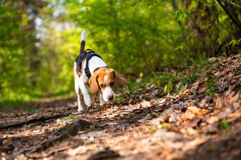 Tierische Walddetektive: Spannende Rätsel für kleine Naturforscher