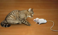 Das beliebte „Katz und Maus"-Spiel – Spielspaß, der Kinder begeistert! 🐱🐭🎮 - schnitzeljagd-kinder