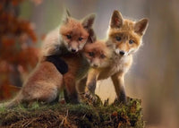 Der Fuchs geht um spiel - schnitzeljagd-kinder