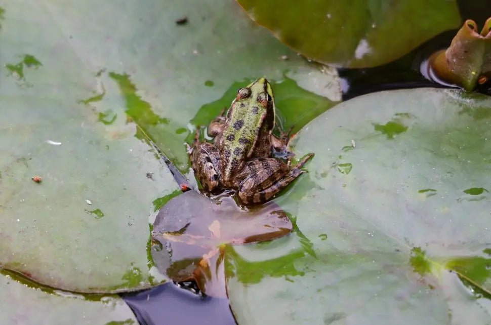 Froschhüpfen Spiel
