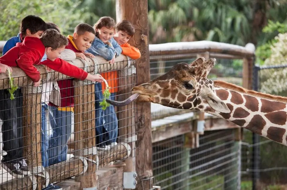 Kindergeburtstag mit wilden Tieren: So gelingt die Planung für den Zoo-Besuch