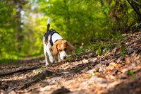 Tierische Walddetektive: Spannende Rätsel für kleine Naturforscher - schnitzeljagd-kinder