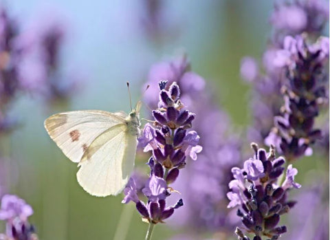 Schmetterling- Schatzsuche